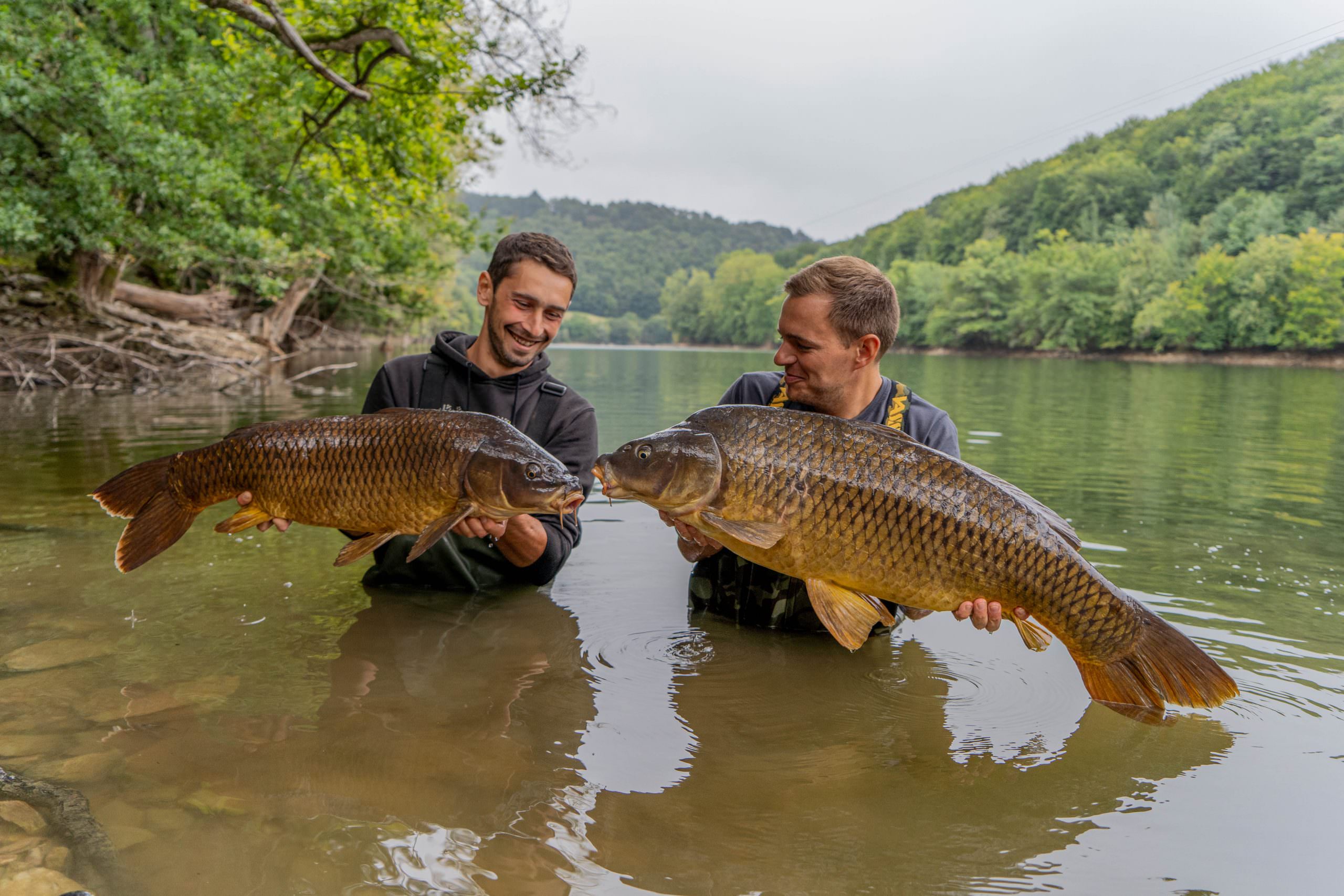 Des carpes en Aveyron